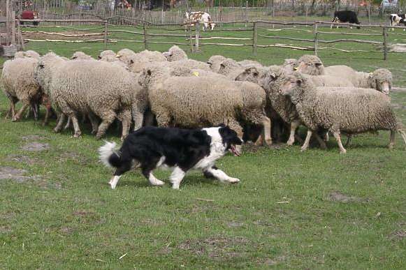 На Одещині міська рада організувала змагання зі швидкісного перегону овець