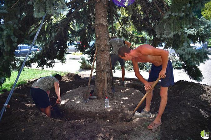 Біля будівлі Одеської ОДА стане на одну ялину менше: причина