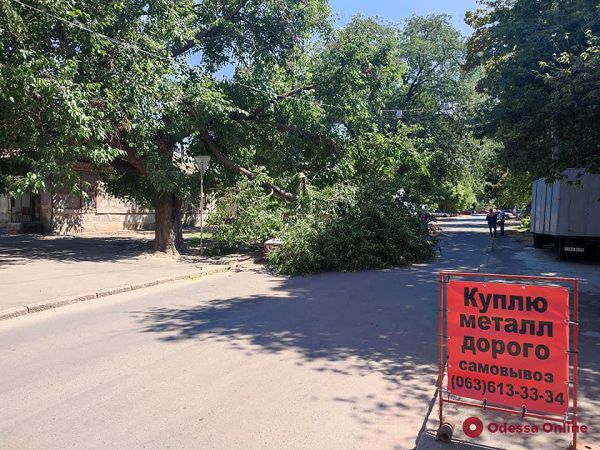 На Ризовской огромная ветка упала на автомобиль (фото)