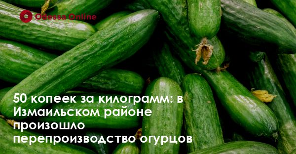 50 копеек за килограмм: в Измаильском районе произошло перепроизводство огурцов