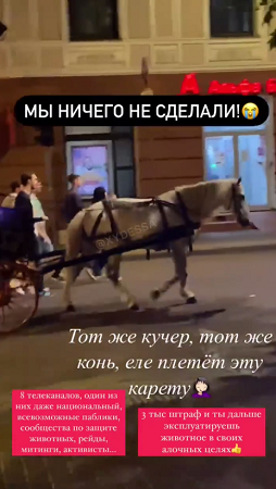 В Одессе туристов снова катают на лошади, которая сломала ногу неделю назад. Видео