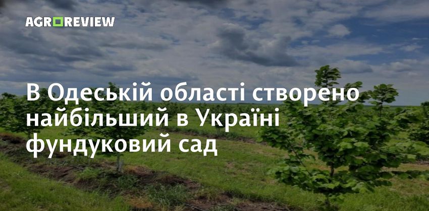 В Одеській області створено найбільший в Україні фундуковий сад