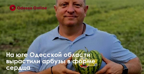 На юге Одесской области вырастили арбузы в форме сердца