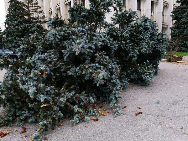 В Одесском облсовете назвали причины вырубки голубых елей