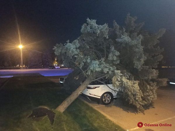 Возле Одесской ОГА голубая ель рухнула на внедорожник