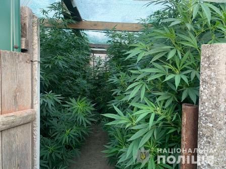 В Одесской области обнаружили теплицу с коноплей
