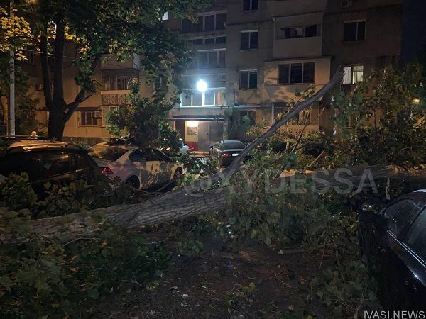 В Одессе упавшее дерево повредило восемь автомобилей (фото)