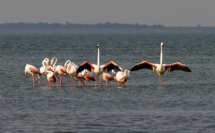 В Одесскую область прилетели розовые фламинго