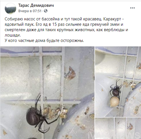 Житель Одесской области обнаружил в своем дворе каракурта