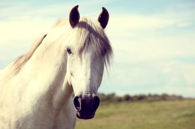 Владелец лошади, упавшей без сил в центре Одессы, передал ее в приют для животных