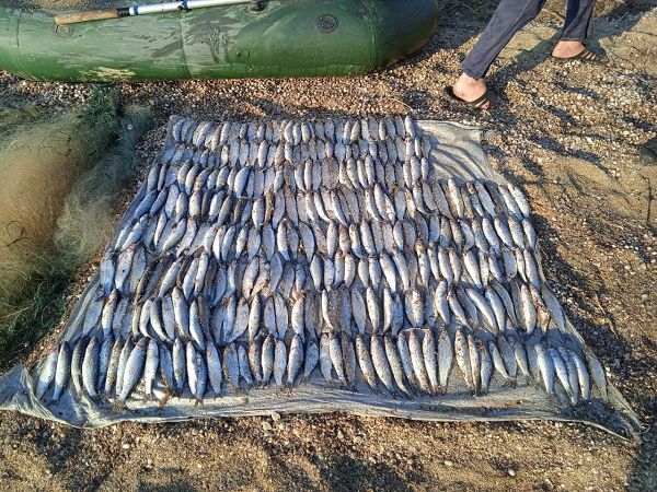 Больше 170 тысяч ущерба: в Одесской области задержали рыбака, незаконно вылавливавшего рыбу