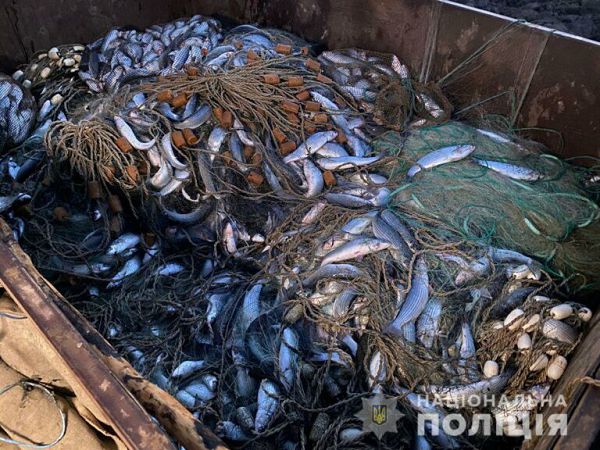 В Одесской области браконьеры наловили кефали на 1,7 млн гривен