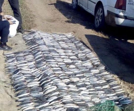 В Одесской области браконьеры наловили рыбы на 1,7 млн грн
