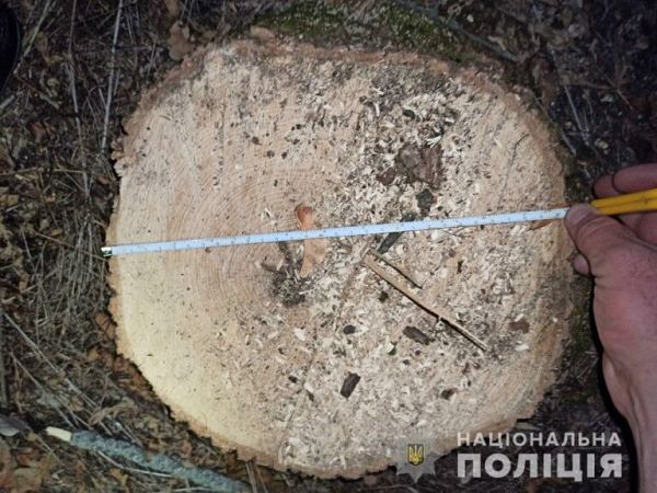 Наломал дров: в Одесской области поймали на горячем парня, который пилил деревья