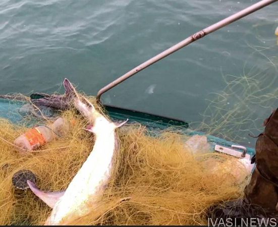 Одесские морские пограничники выпустили в море браконьерский улов