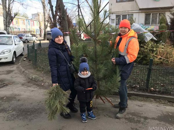 960 новогодних елок сдали в пункты приема за прошедшие выходные в Одессе