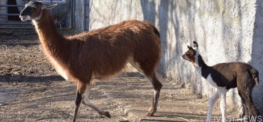 Одесский зоопарк приглашает посмотреть малышей ламы и зебры