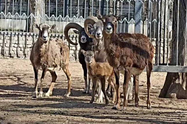 В Одесском зоопарке появились маленькие муфлоны (ФОТО)