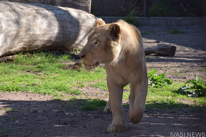 Харьковских львов выпустили в вольеры Одесского зоопарка