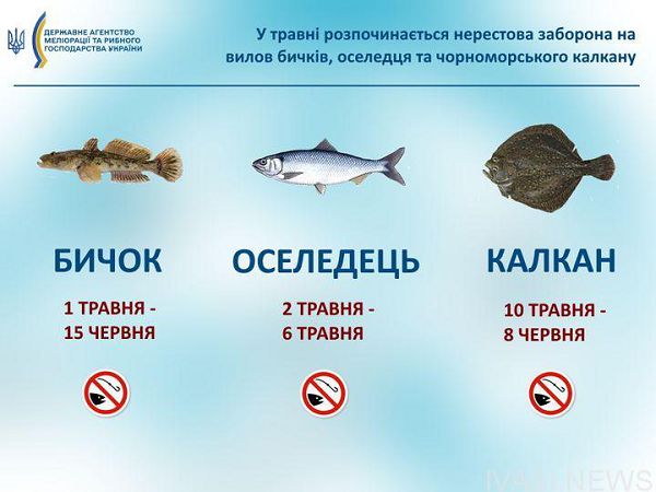 В мае вводится запрет на лов бычков в Черном море
