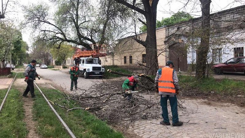 В Одессе удаляют аварийные деревья и ветки