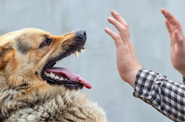 Где в Одессе можно получить экстренную помощь при укусах животных