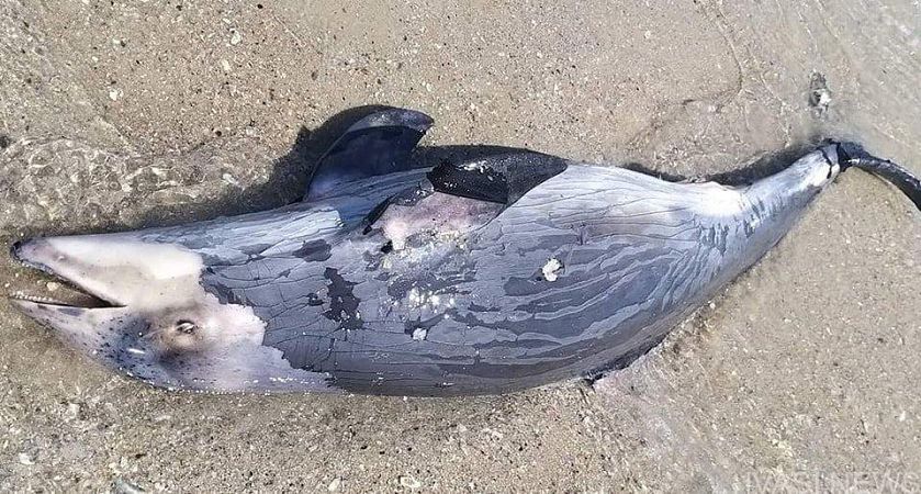 В акватории Черного моря из-за боевых действий гибнут дельфины