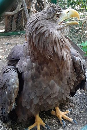  В Одессе обнаружили редчайшую краснокнижную птицу 