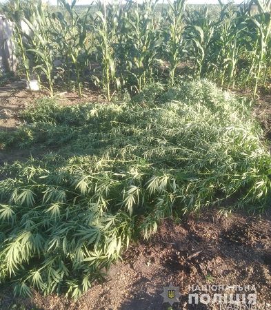 Поліцейські викрили жителя Одещини у вирощуванні та зберіганні наркозілля у великих розмірах 