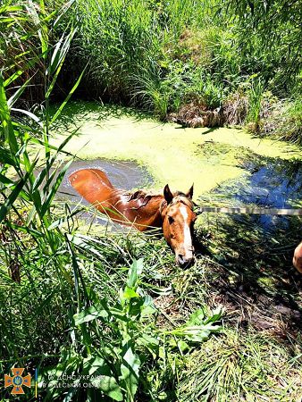 На Одещині рятувальники визволили коня з ями