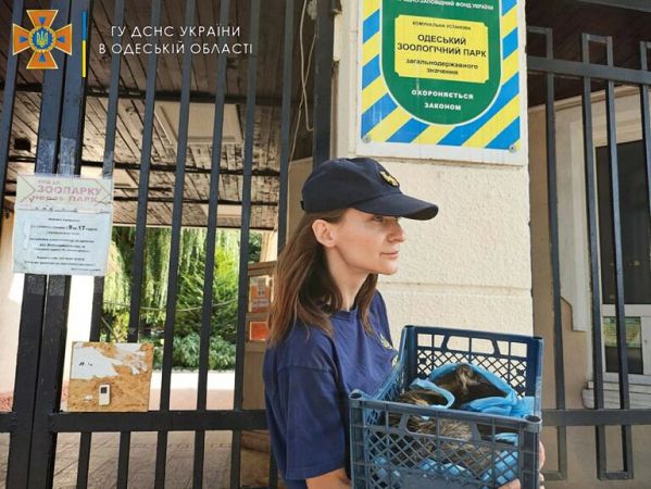 В Одеській області врятували єнота (ФОТО)