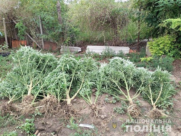 На Одесчине полицейские разоблачили пятерых граждан, которые выращивали и хранили  наркотики
