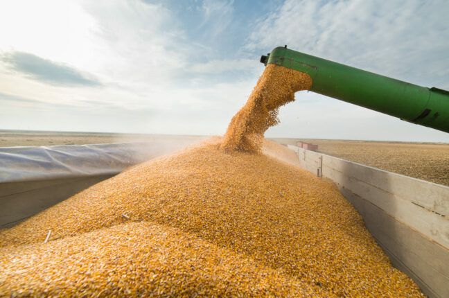 Ціни на пшеницю в одеських портах досі набагато нижчі за світові