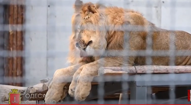 В Одеському зоопарку збудували нові вольєри