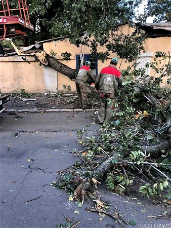 В результаті негоди в Одесі повалено 12 дерев та великих гілок