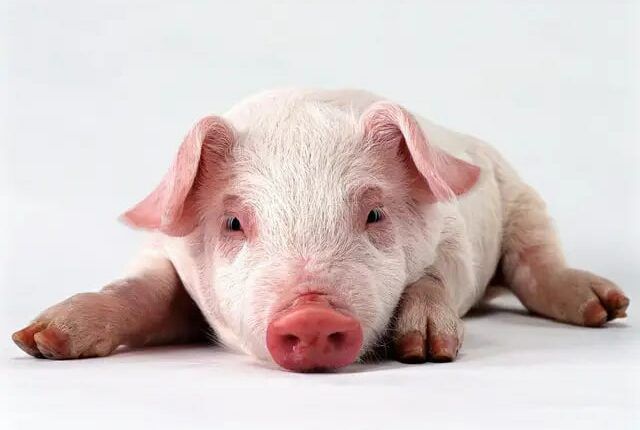 Фермерів та власників свиней в Одеській області попереджають про небезпеку