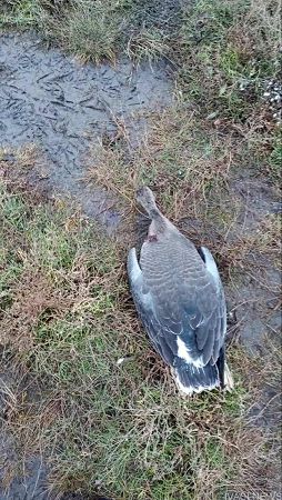 Фахівці з’ясовують масову загибель птахів у «Тузловських лиманах»