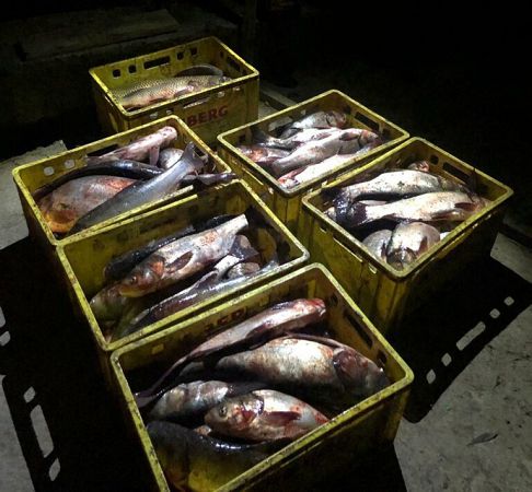 На Одещині за незаконний вилов риби чоловікові загрожує штраф до 51 тисячі гривень