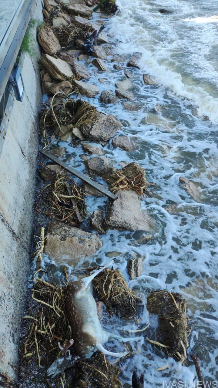 До одеського пляжу течією принесло труп оленя