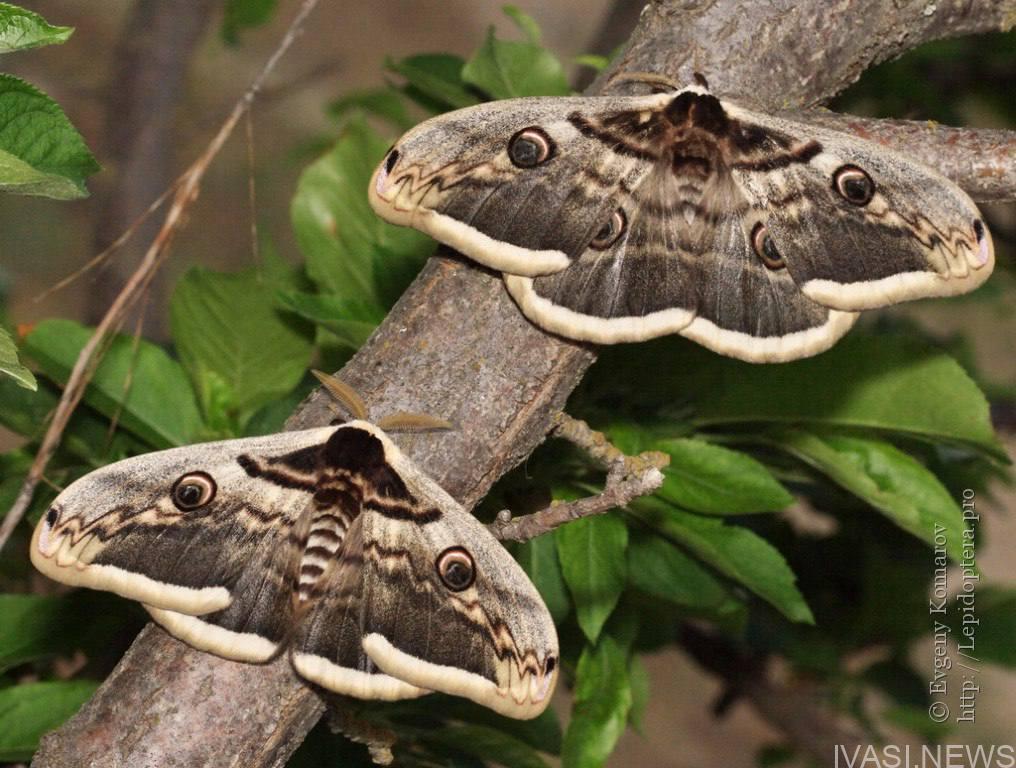 В Нацпарку «Тузловські лимани» живуть метелики з розмахом крид до 15 сантиметрів