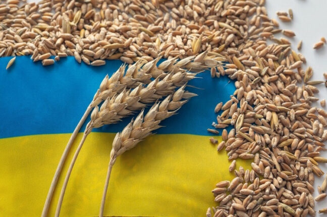 Одеська область — лідер з виробництва пшениці (статистика)