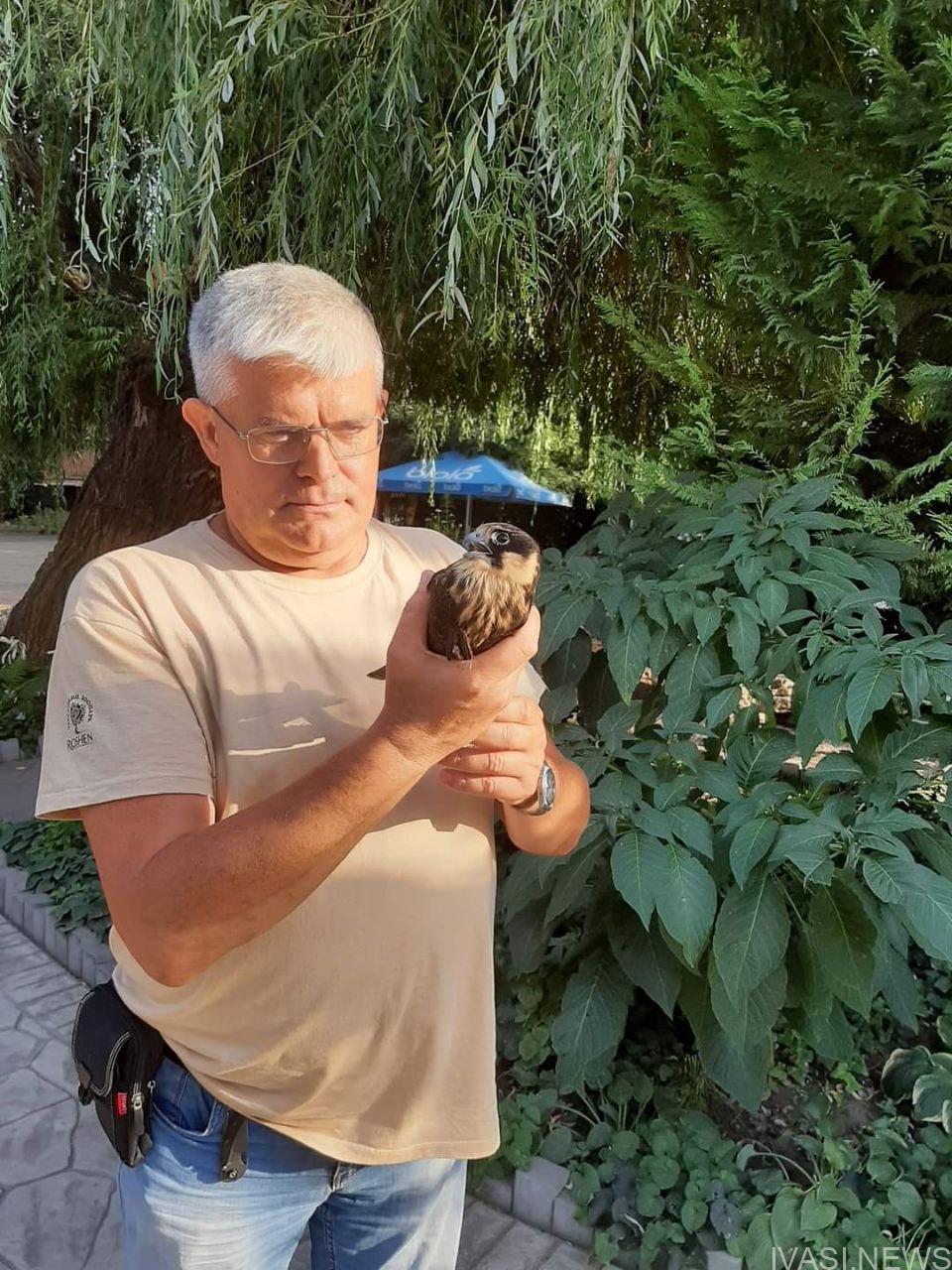 Прикордоники Одещини врятували маленького сокола