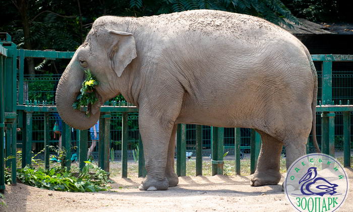 В Одесском зоопарке приглашают на День рождения слонихи Венди