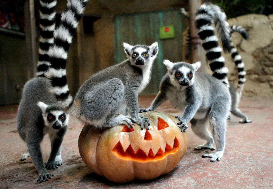 В Одесском зоопарке приглашают на празднование Хэллоуина