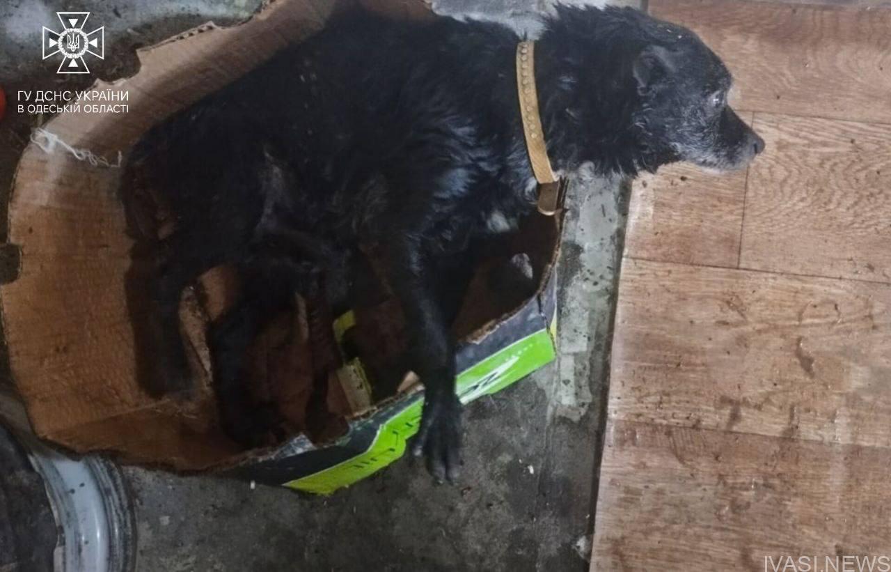 На Одещині собаку врятували з крижаної ополонки (фото)
