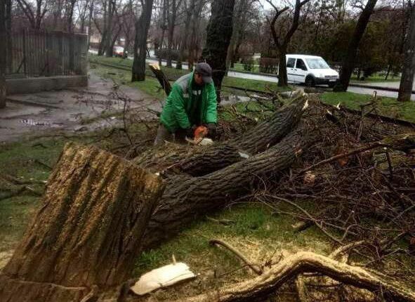 В Одесі через сильний вітер повалено 14 дерев (фото)