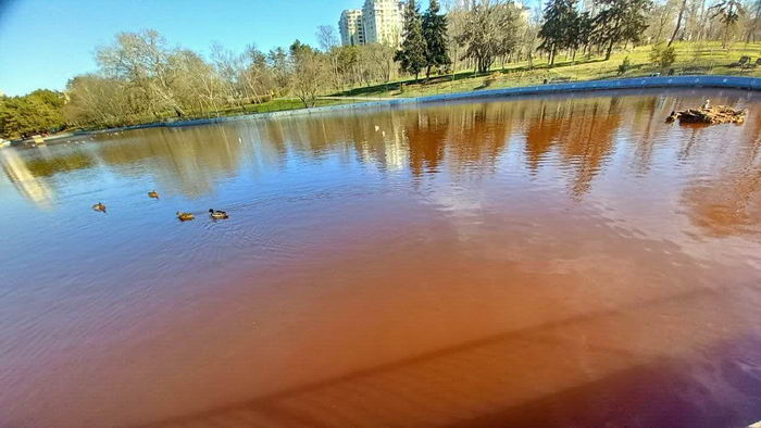 В парке Победы вода в прудах стала коричневой