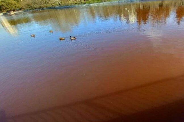 Вже кілька тижнів вода у водоймі одеського парку Перемоги червоно-бурого кольору