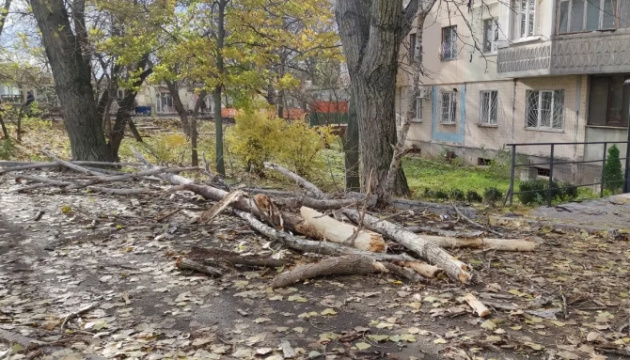 Трагедія в Одесі: дерево впало на жінку, вона не вижила (відео)