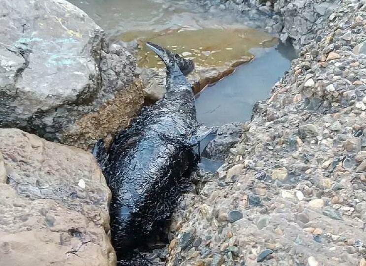 В Черном море погибло уже 19 дельфинов от мазута из российских танкеров